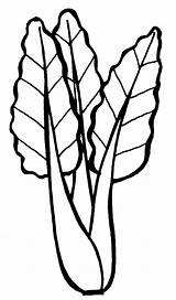 Endive Leafy Chard Clipartmag Kale sketch template