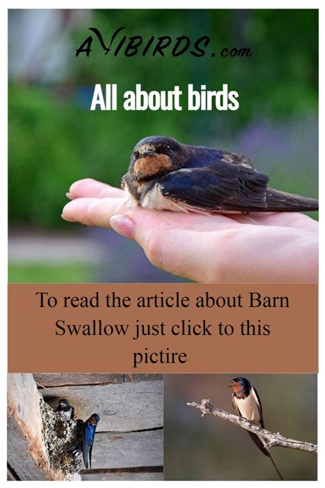 Barn Swallow Swallow Bird All Birds Cute Birds Backyard Birds