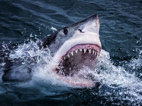 shark facts  fearsome fish  numbers  independent