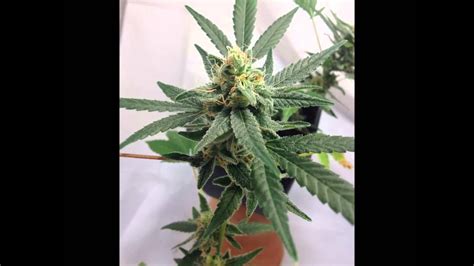 mini grow delahaze weed cannabis esl youtube