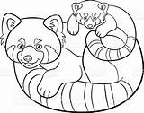 Pandas Coloringbay sketch template