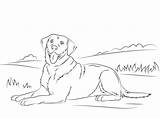 Deitado Cachorro Labrador sketch template