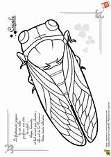Cigale Coloriage Fourmi Betes Insecte Hugolescargot Hugo Visiter Coloriages sketch template