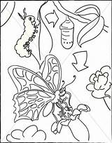 Butterfly Caterpillar Coloring Cocoon Pages Drawing Church Sharefaith Transformation Clipart Color Cycle Life Hungry Kids Children Valentines Childrens Getdrawings Getcolorings sketch template