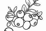 Blueberry Coloring Pages Bush Outline sketch template