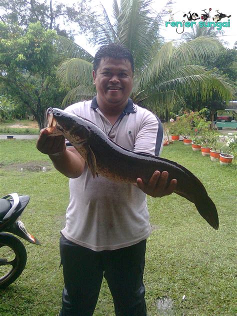 renjer sungai rekod terbaru ikan haruan soonseng