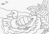 Feo Patito Colorea Duckling Iguales sketch template