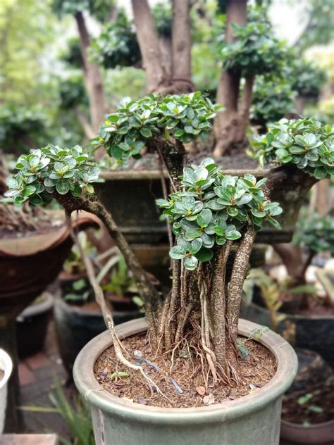 bonsai beringin langkah pembuatan perawatan  jenisnya