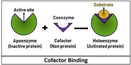 difference  cofactor  coenzyme diagrams sample questions