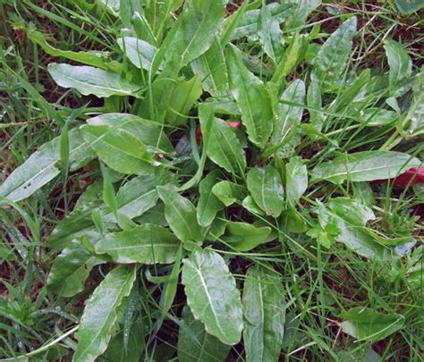common sorrel identify  control  lawn weed