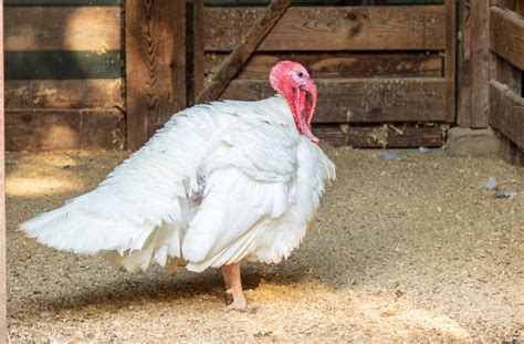 broad breasted white turkey facts  pictures origins