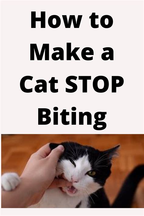 cat stop biting   cat biting cat training cats