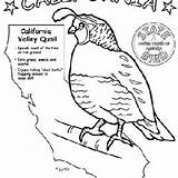 State Bird Coloring Pages Birds Education sketch template