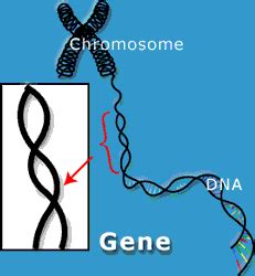 whats  genome