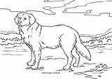 Ausmalbilder Hunde Retriever Golden Kostenlos Malvorlage Hund Hunden Pferde Malvorlagen Ausdrucken Ausmalen Verwandt Welpen Kinderbilder Wann sketch template
