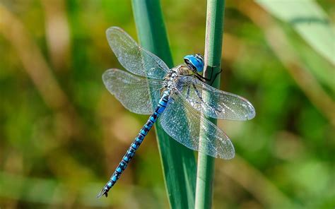 plants  attract dragonflies taste  home