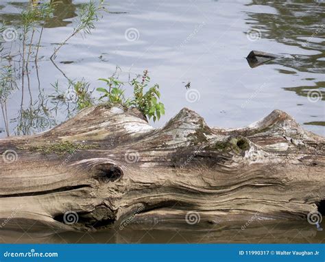 log  water royalty  stock photography image