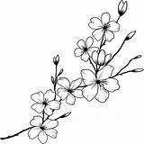 Inkbox Blossoms Sakura Gazing Blooming sketch template