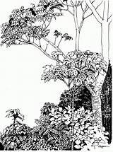 Rainforest Ink Cecropia Plein Drawingthemotmot Forrest sketch template