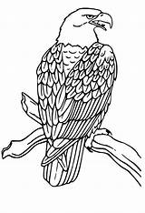 Eagle Bald Coloring Falcon Pages Drawing American Hawk Head Outline Clip Printable Line Cliparts Draw Peregrine Eagles Native Soaring Golden sketch template
