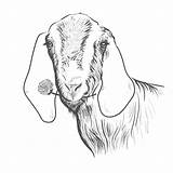 Nubian Goat Drawing Drawings Paintingvalley sketch template