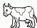 Vache Vaches Troupeau Coloriages Vaca Angus Complexion Clipartbest Cows Archivioclerici 1001 Catégorie Suggéré Dans sketch template