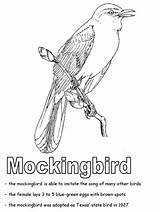 Coloring Mockingbird State Pages Texas Tennessee Bird Symbols Geography Florida Mississippi Printable Kidzone Ws Arkansas Kindergarten Studies Social States Worksheets sketch template