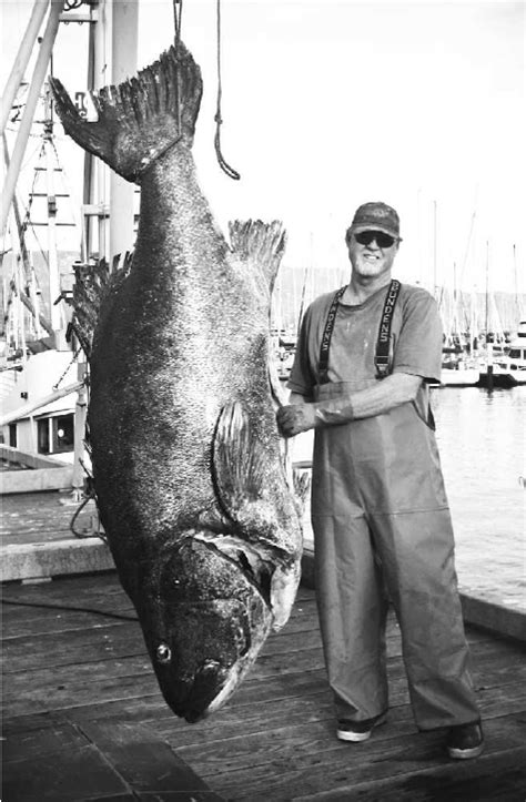 A Near Maximum Size 7 Ft 500 Pound Giant Sea Bass Stereolepis