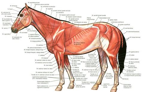 pin  horse info