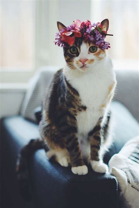 19 Awesome Cats At Wedding Chwv