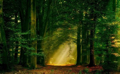 sun rays forest nature path trees landscape mist wallpapers hd