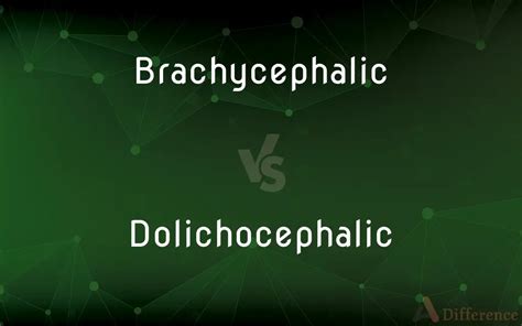 brachycephalic  dolichocephalic whats  difference