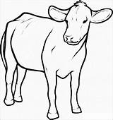 Cow Dairy Coloringbay sketch template