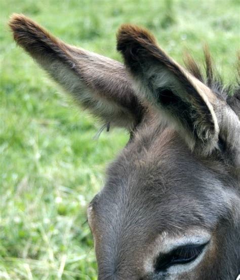 donkey ears  cherry dunn