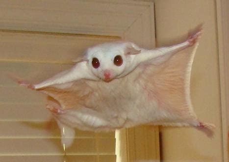 albino sugar glider myths  january  pet blog veterinary tips