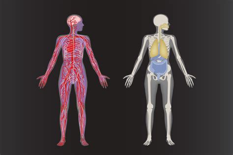 interconnected systems   human body national geographic society