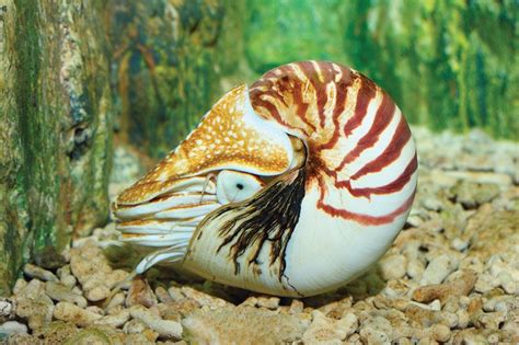 nautilus mollusk shell subclass britannica