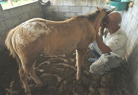 diversity  miami  includes cruel horse slaughter blog posts