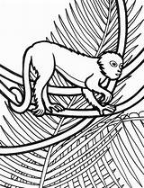 Rainforest Lemur Coloring Size Print Color sketch template