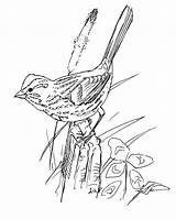 Pardal Colorir Sparrow Colorironline Americano Resolution sketch template
