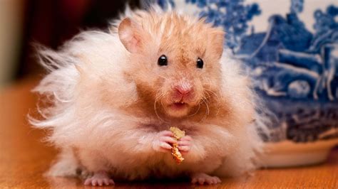 kolbgil  effects  alcohol  hamsters