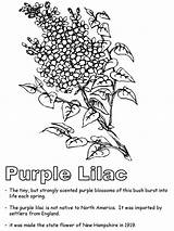 Lilac Coloring Blossom Purple sketch template