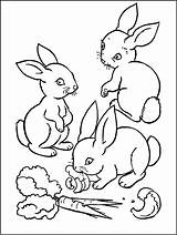 Coloring Rabbit Kids Pages Rabbits Print Funny Children Printable Carrot Carrots Animals Eating sketch template