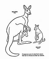 Wallaby Coloring Kangaroo Wallaroo Designlooter Gray Brown sketch template
