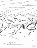 Megalodon Shark Megalodonte Dunkleosteus Ocean Supercoloring sketch template