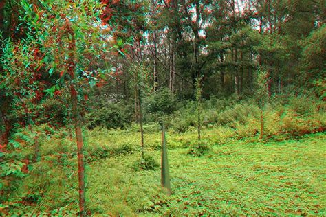 3d anaglyph photograph of my environmental willow sculpture elliptical