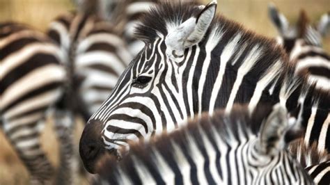 zo schattig zeldzame kruising tussen zebra en ezel geboren libelle