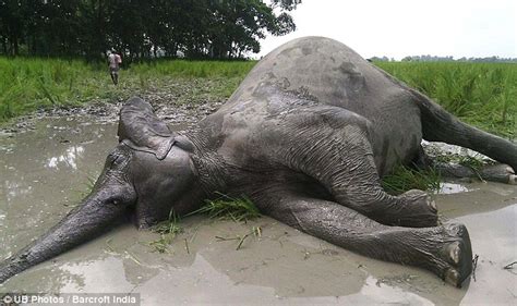 Poisoned By Poachers Gentle Giants Suffer Agonising Death After