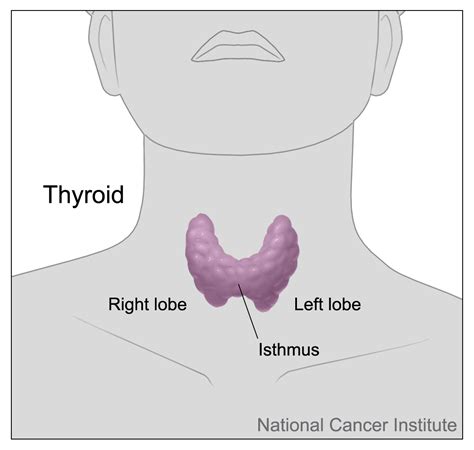 thyroid gland human biology