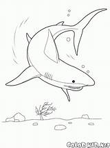 Hai Malvorlagen Requin Squalo Coloring Shark Rekin Disegni Unterwasserwelt Colorkid Tubarão Lion Oceano Kolorowanka Dibujos Kolorowanki Bambini świat Podwodny sketch template